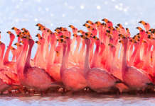 За време на пандемијата Мумбаи обоен во розово