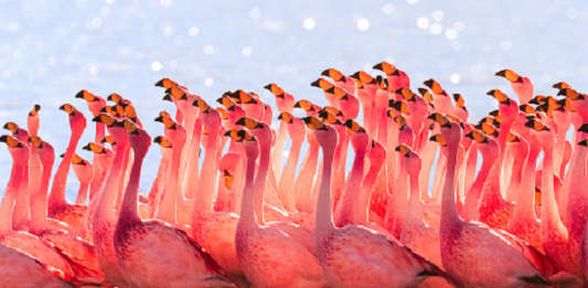 За време на пандемијата Мумбаи обоен во розово